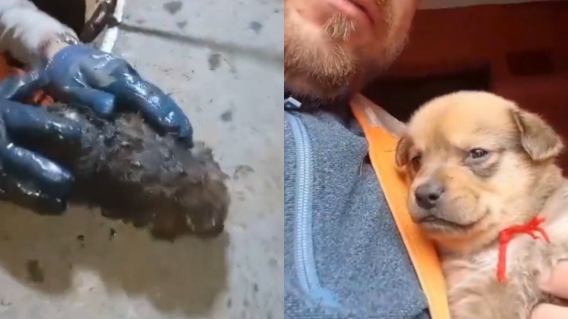 Luego de horas de trabajo: Logran rescatar a tierno perrito que cayó en aguas servidas en Parral