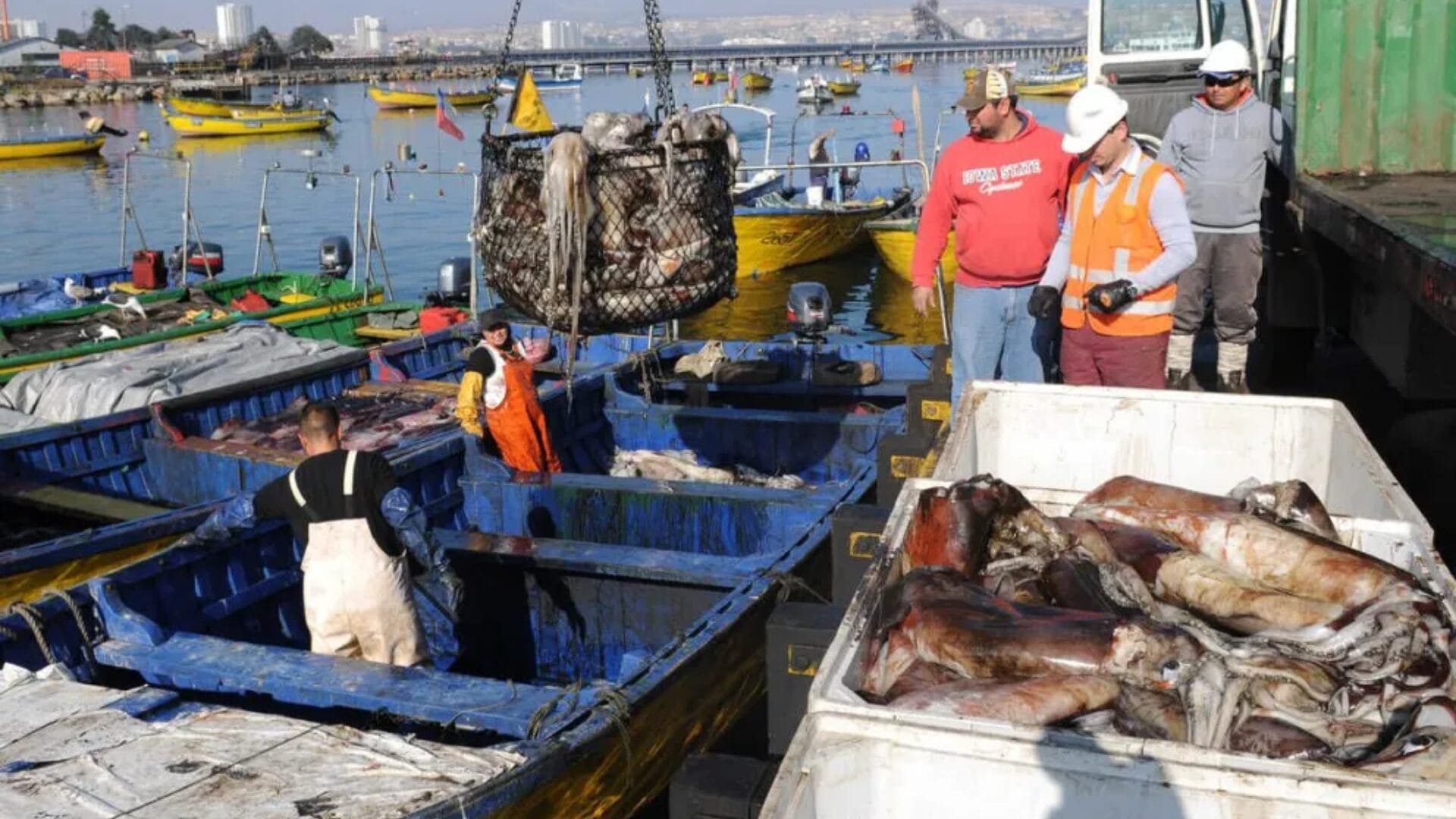 “Ley de la Jibia”: Proyecto propone cambiar normativa para favorecer pesca artesanal sin arruinar el sector industrial