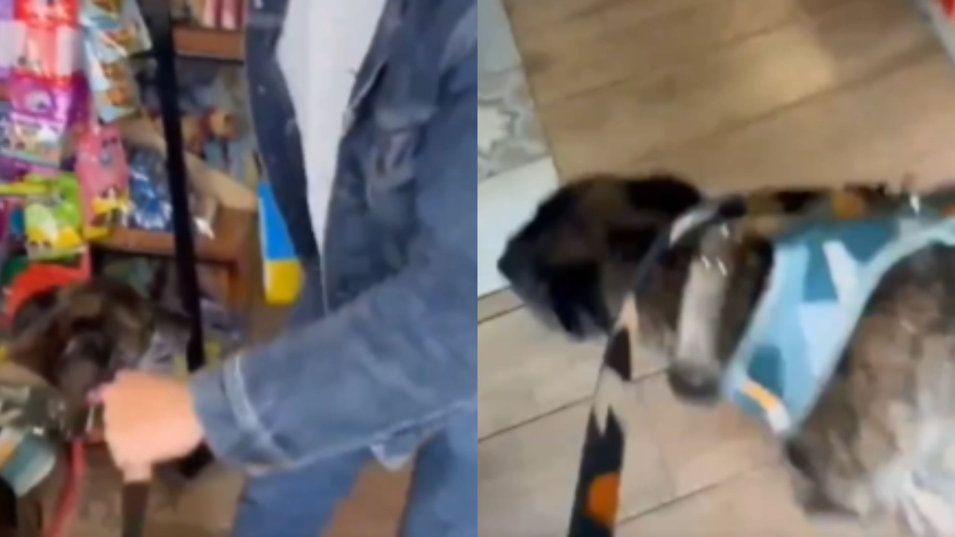 “Él dijo que le cargaban las mujeres y la sororidad”: Habla joven que denunció maltrato de abogado a su perro en San Pedro de la Paz