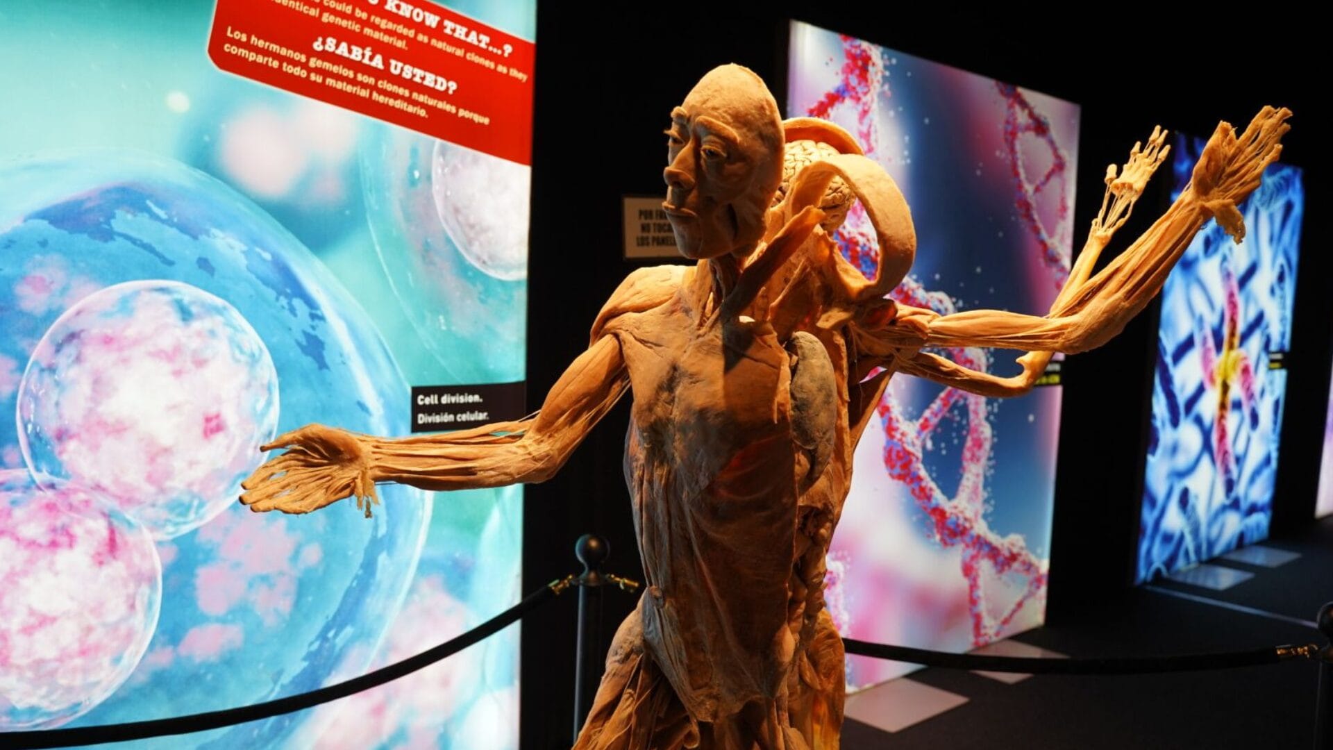 Exposición “Bodies Evolution” regresa a la Plaza Bicentenario de Concepción