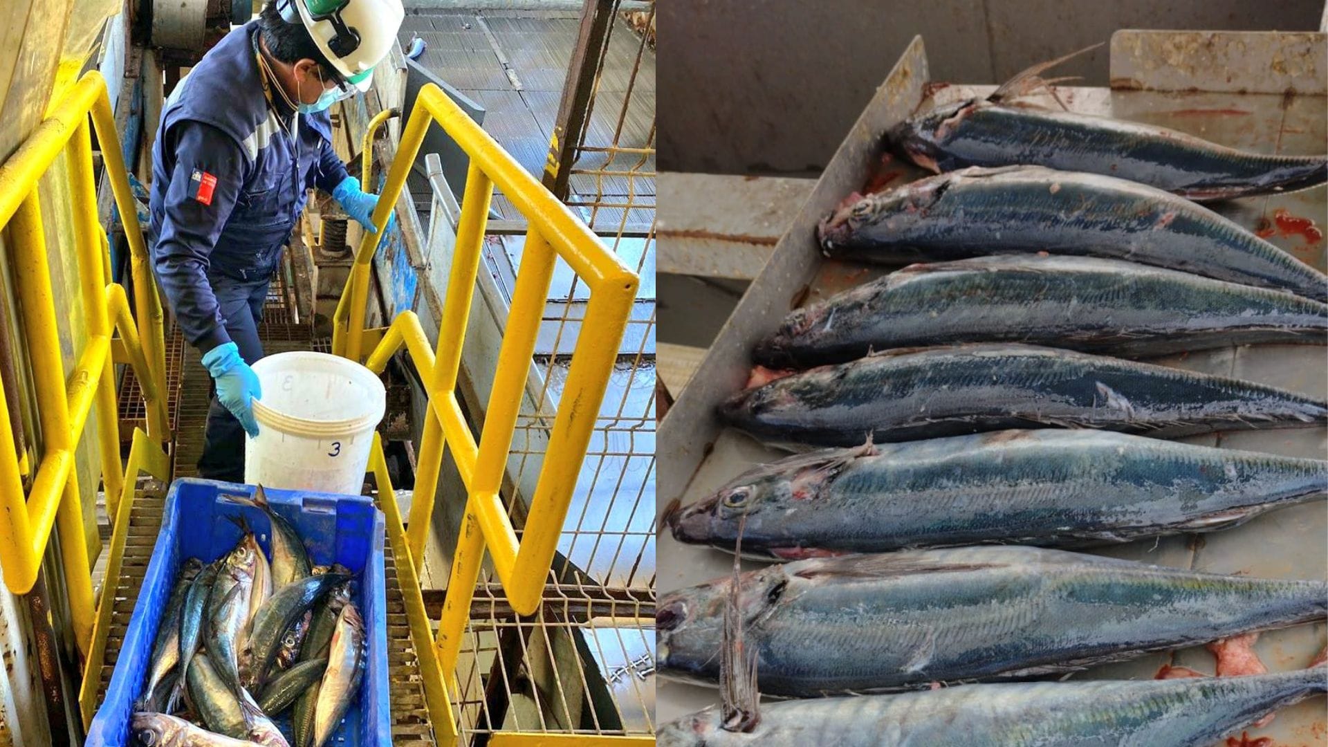 Comenzó la temporada de captura del jurel chino en el Biobío con 18 mil toneladas adicionales
