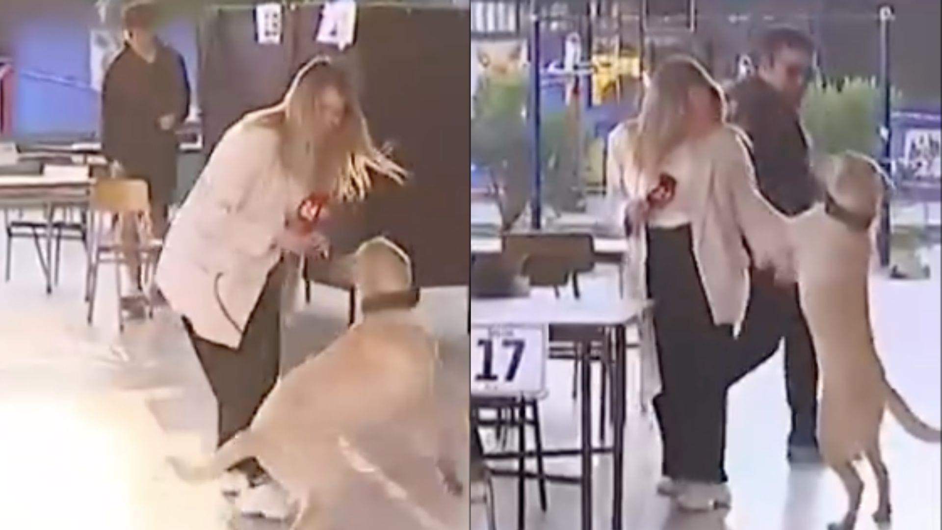 Perrito protagonizó gracioso momento junto a periodista de TVN en local de votación en Estación Central
