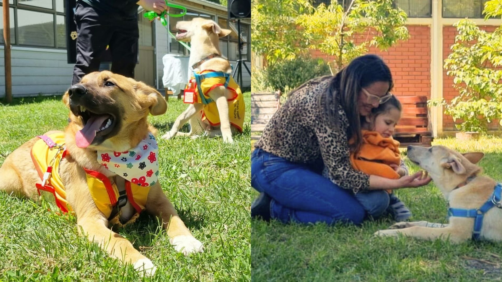 Simba y Kira: Dos perritos rescatados ahora serán ‘coterapeutas’ para niños con TEA en Concepción