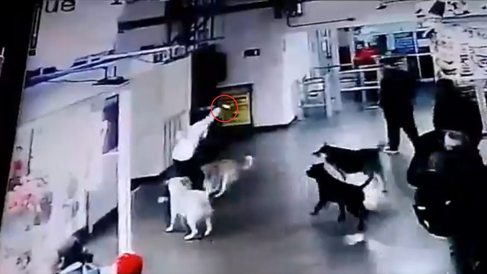 Otro caso de maltrato animal: Sujetó atacó a perro en el Terminal de Buses de Antofagasta