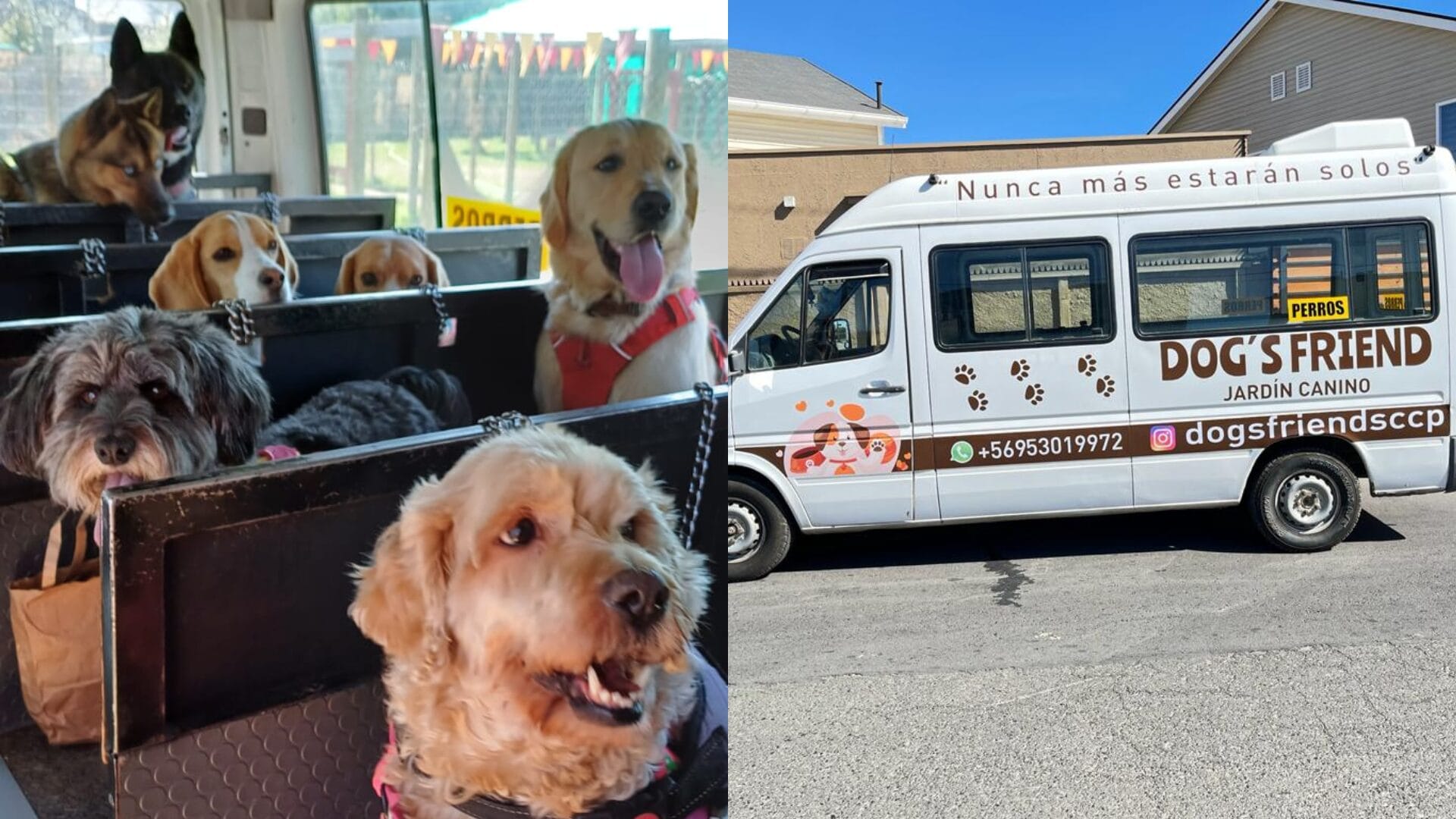 Dog’s Friend, el jardín para perros que los pasa a buscar en un furgón cada mañana