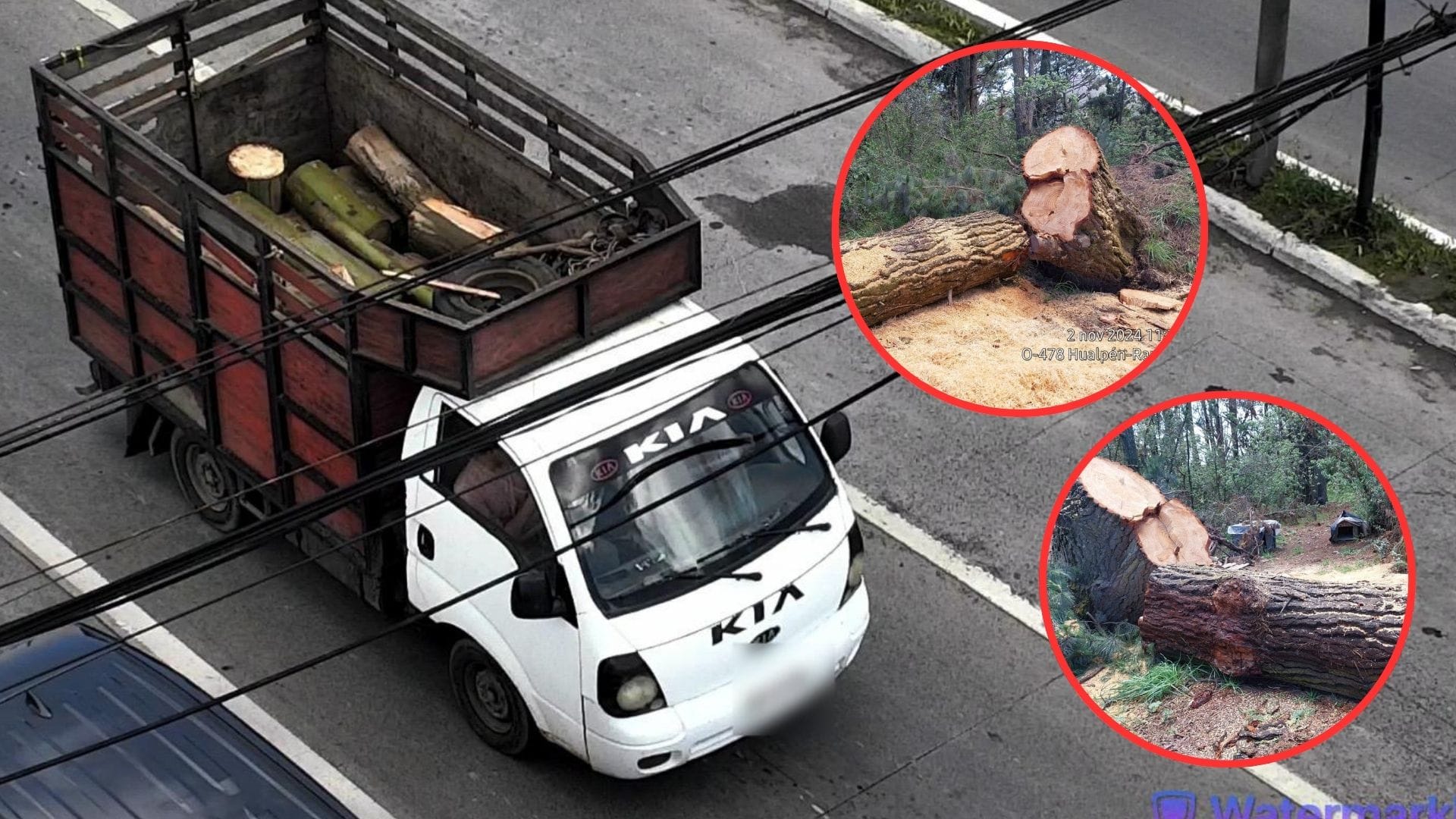 Denuncian tala ilegal de árboles en el Santuario de la Naturaleza de Hualpén