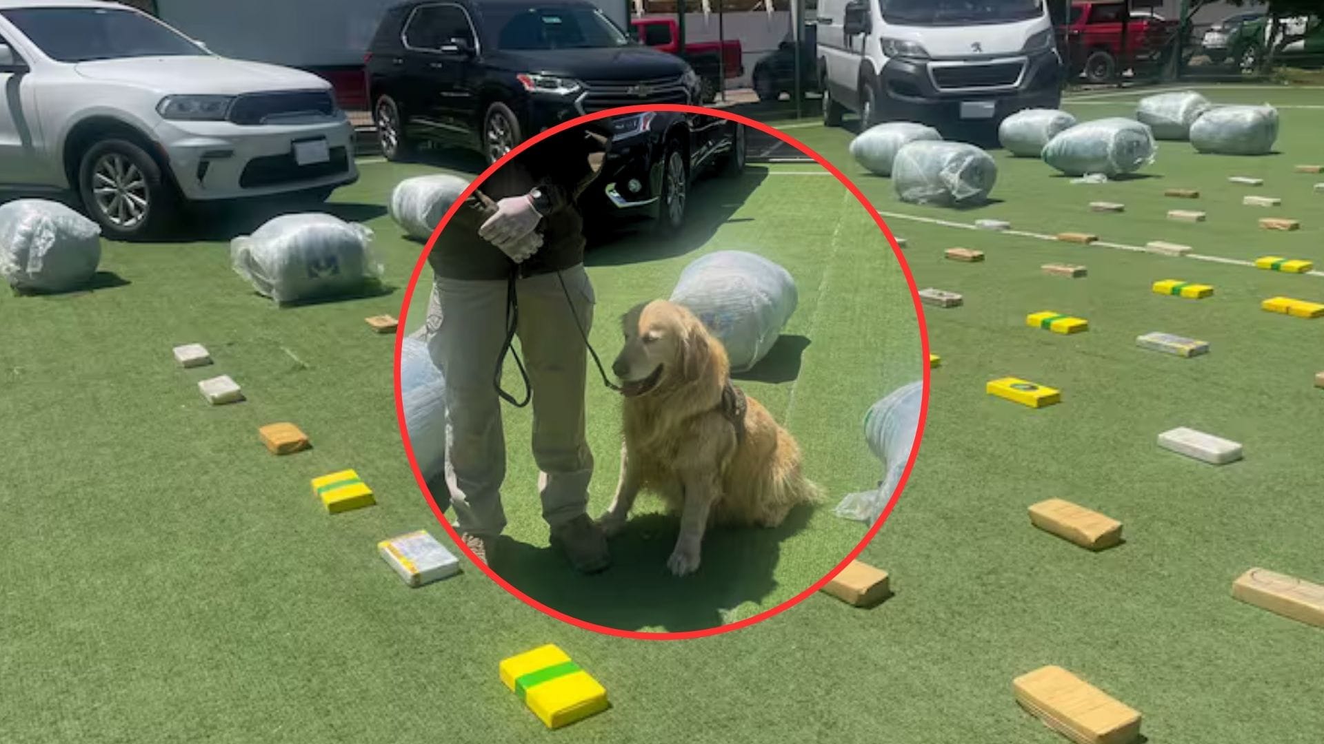 El perro policial Gorky terminó su servicio en Copiapó con millonaria detección de drogas