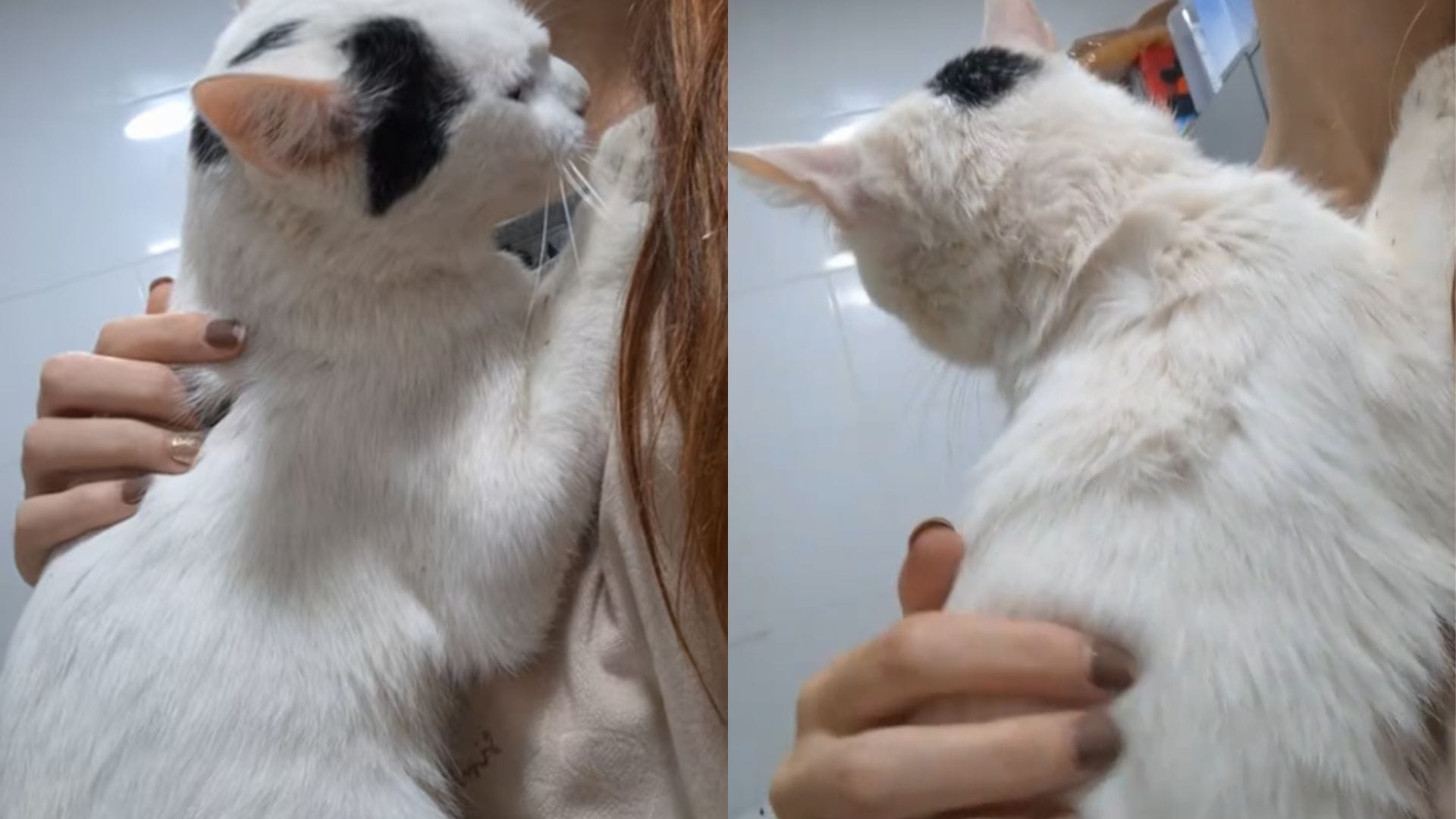 Conmovedor reencuentro entre gatito y su dueña: estaban separados por las inundaciones en Valencia