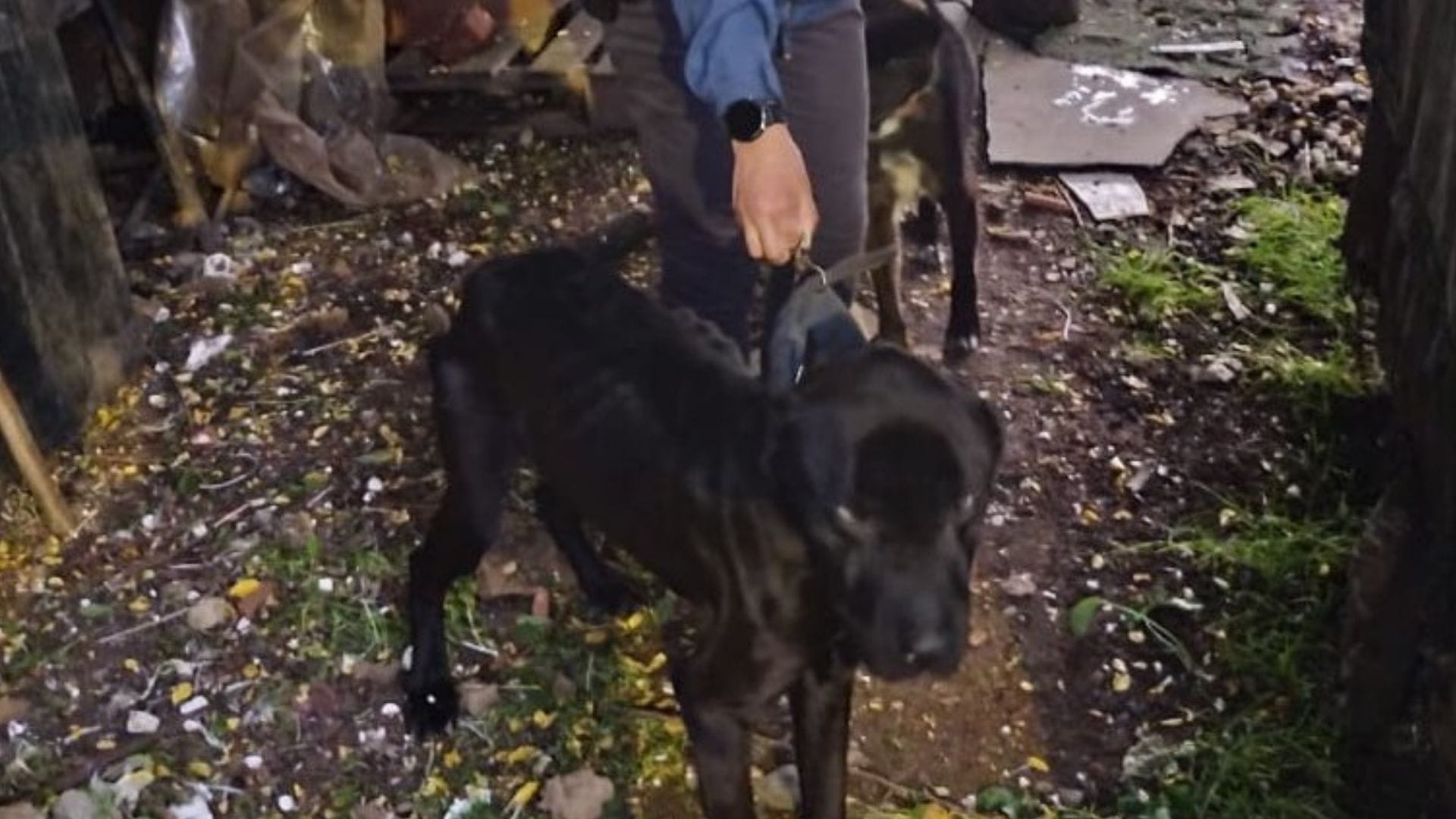 Detenido en Osorno por maltrato animal: Rescatan perros que estaban en condiciones deplorables