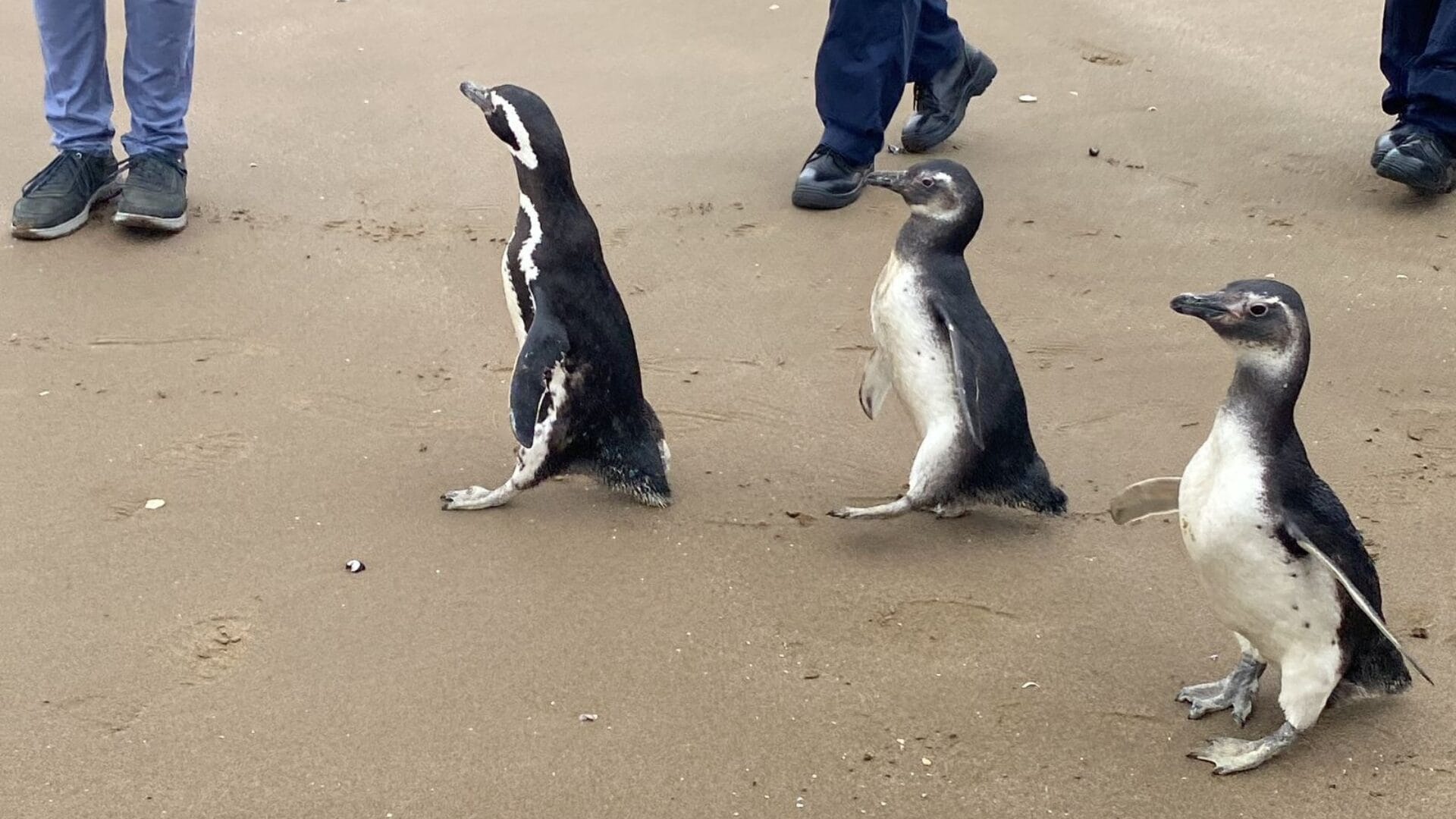 Reinsertan a su hábitat a pingüinos magallánicos en la Región del Biobío: Liberación fue por playa de Isla Quiriquina