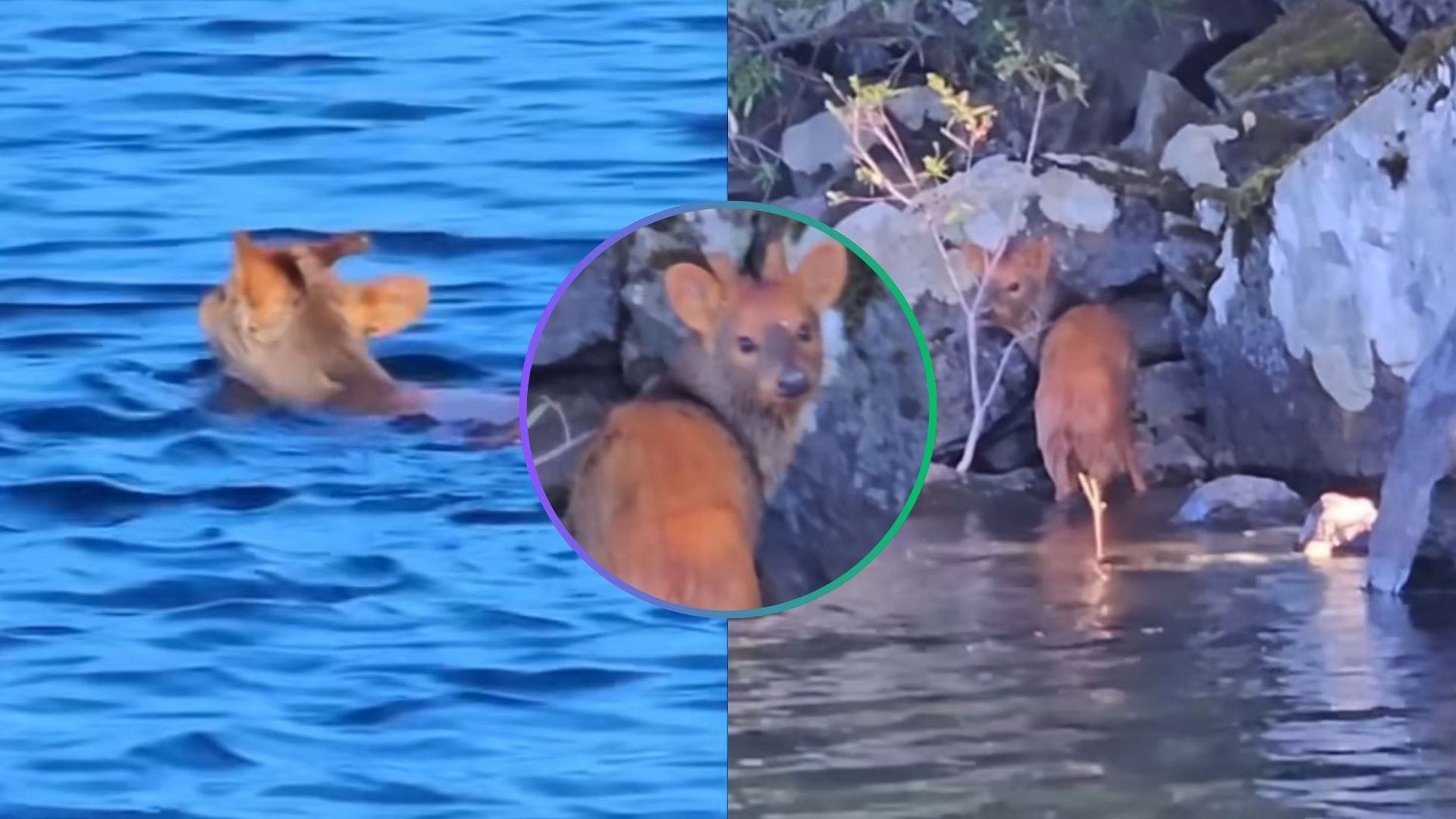 “¡Pudu cruzarlo!”: Viralizan tierno registro de un pudú nadando por lago de La Araucanía