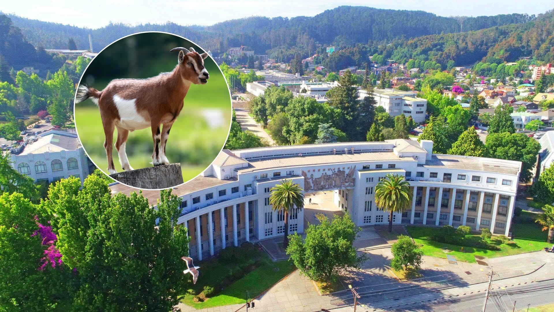 Iniciativa “Buena Cabra”: UdeC utiliza cabras como medida piloto para la prevención de incendios forestales en su campus