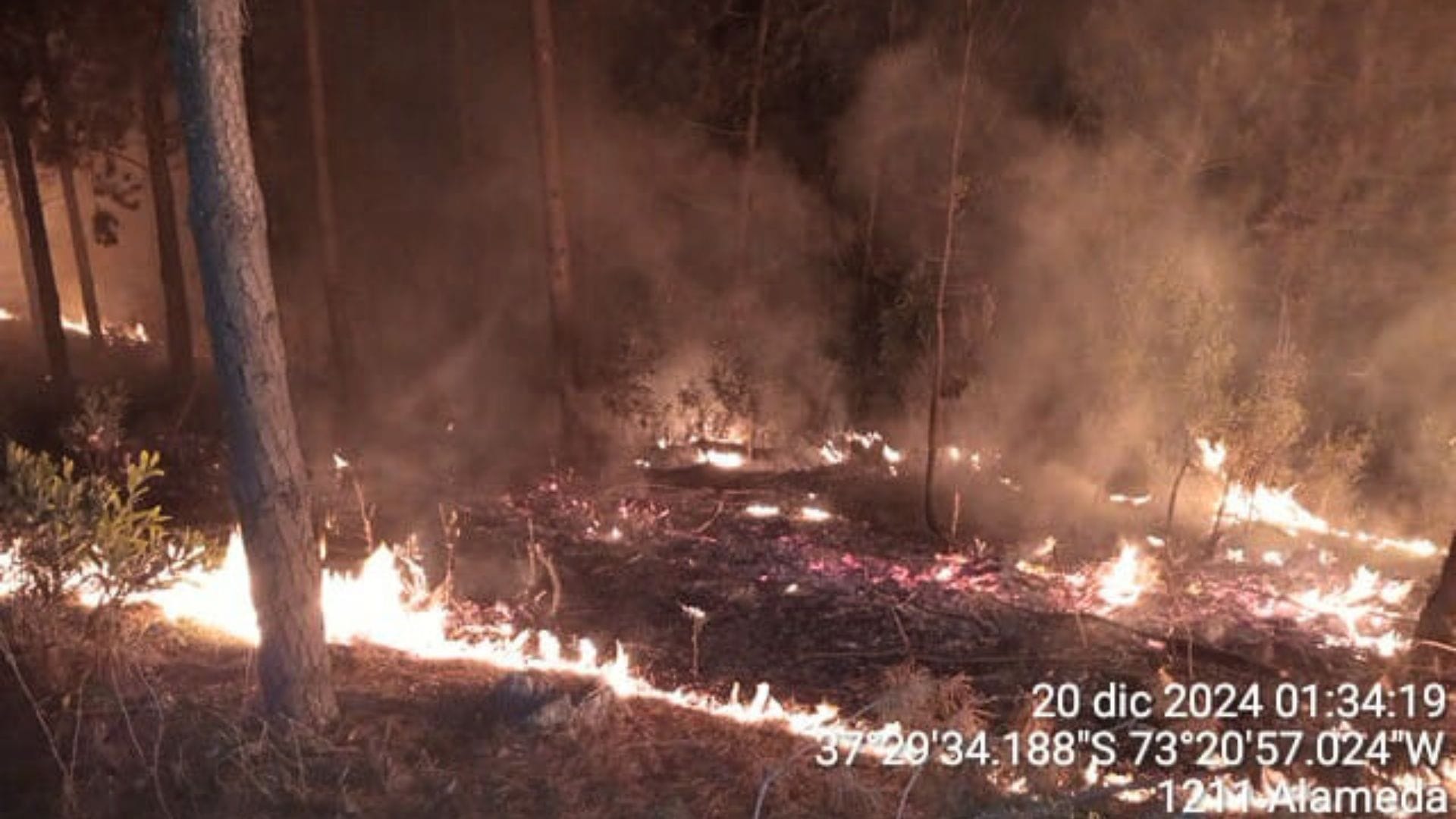 Brigadistas sufren asalto armado mientras combatían incendio forestal en Región del Biobío