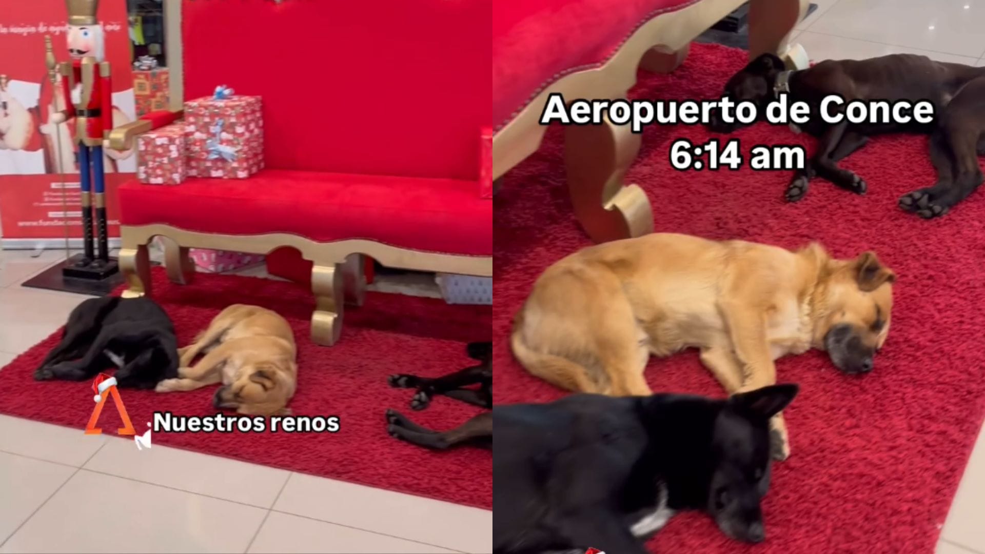 Aeropuerto Carriel Sur instala espacio navideño y perritos comunitarios lo convirtieron en su rincón favorito