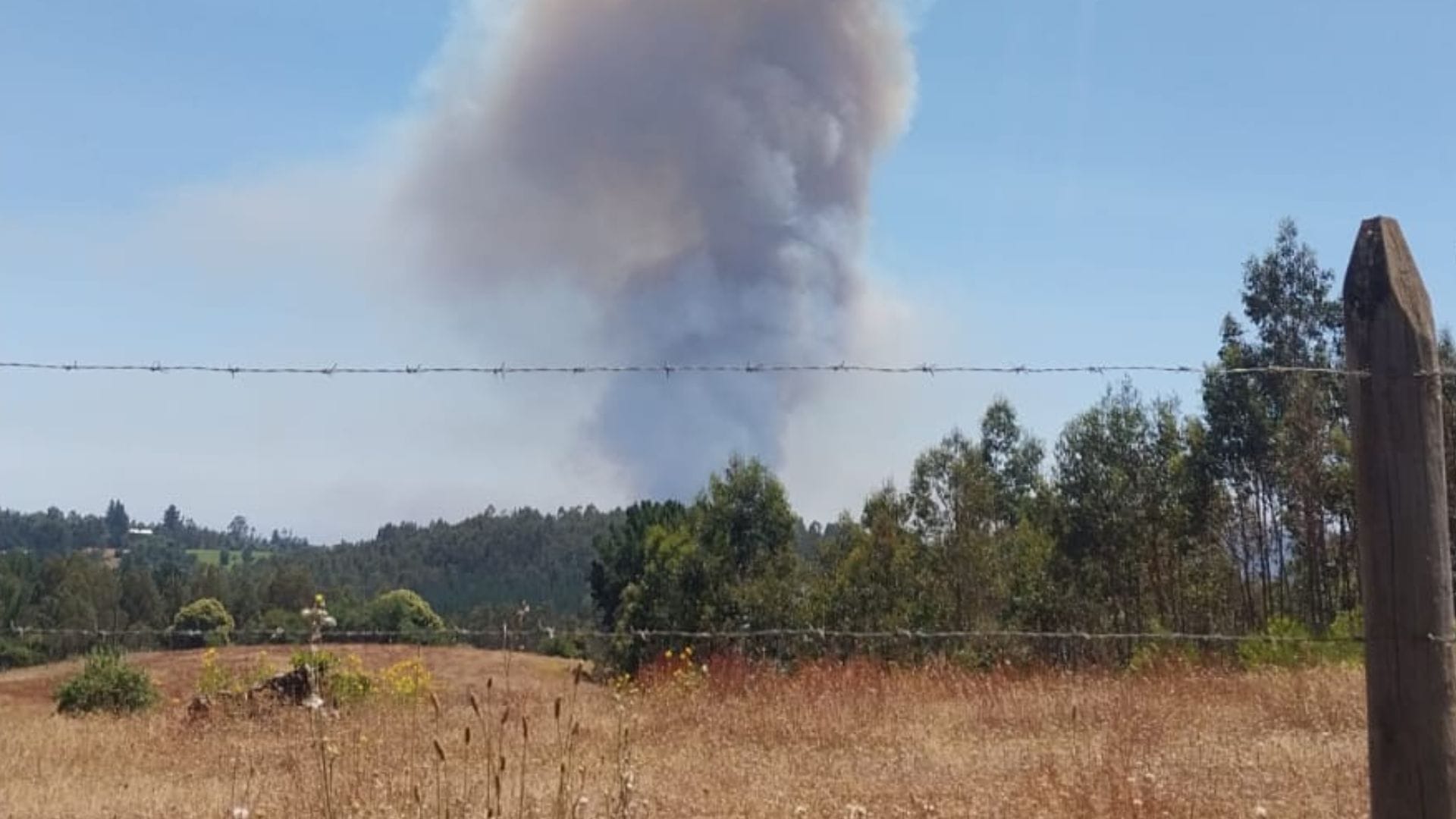 Incendios forestales intencionales encienden alarmas en el Biobío: PDI indaga las causas