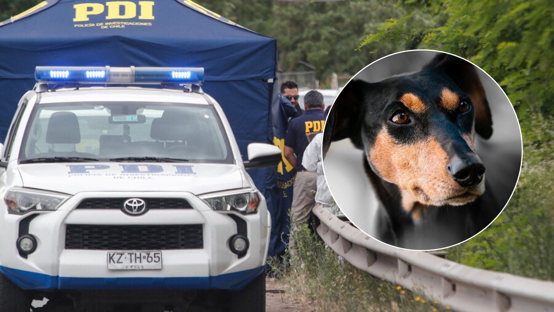 Encuentran cráneo humano en Coronel: Perro jugaba con la osamenta al momento del hallazgo