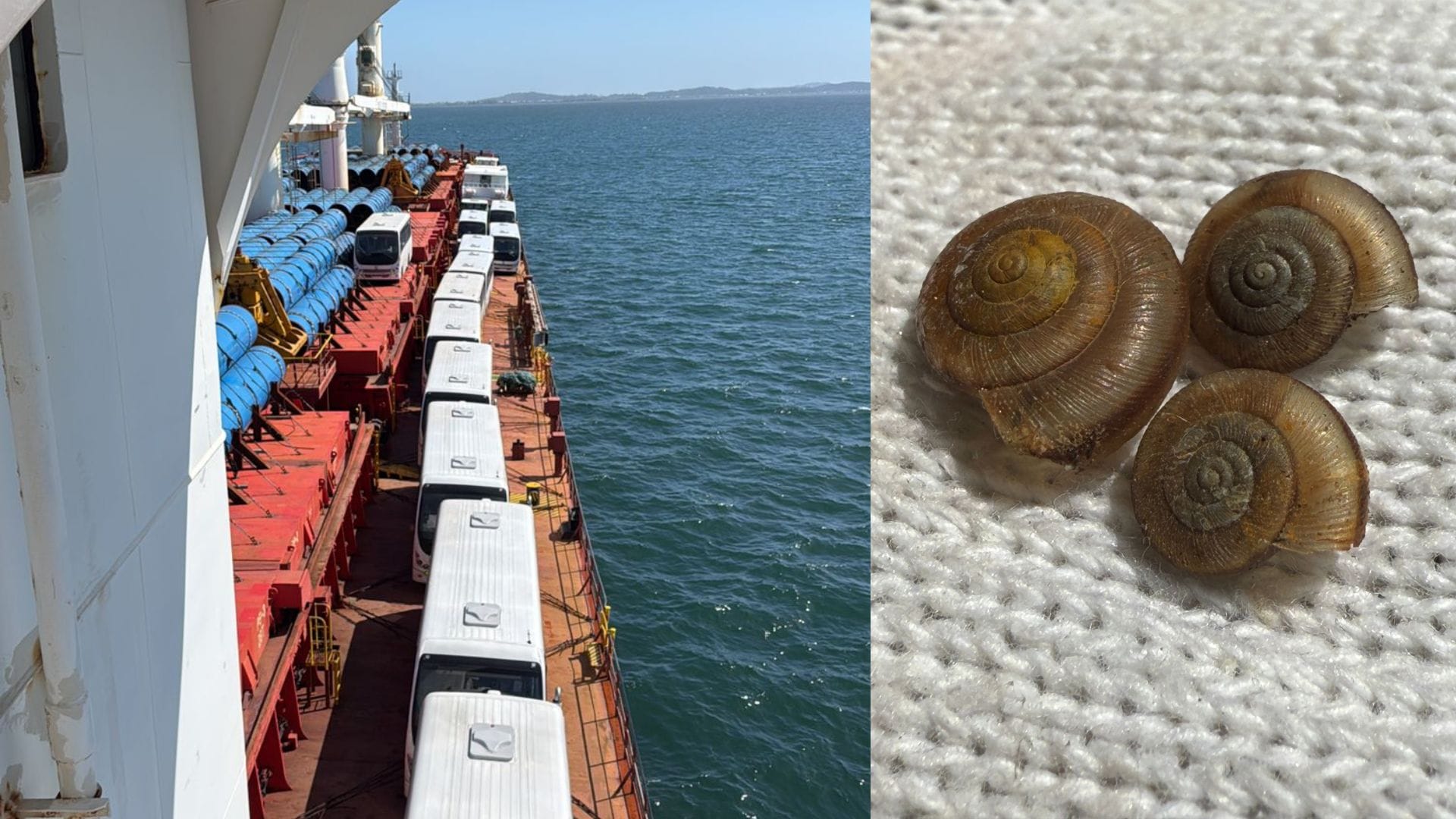 SAG detectó caracoles exóticos en buque que ingresó por Puerto de Lirquén: Se pudo transformar en una plaga