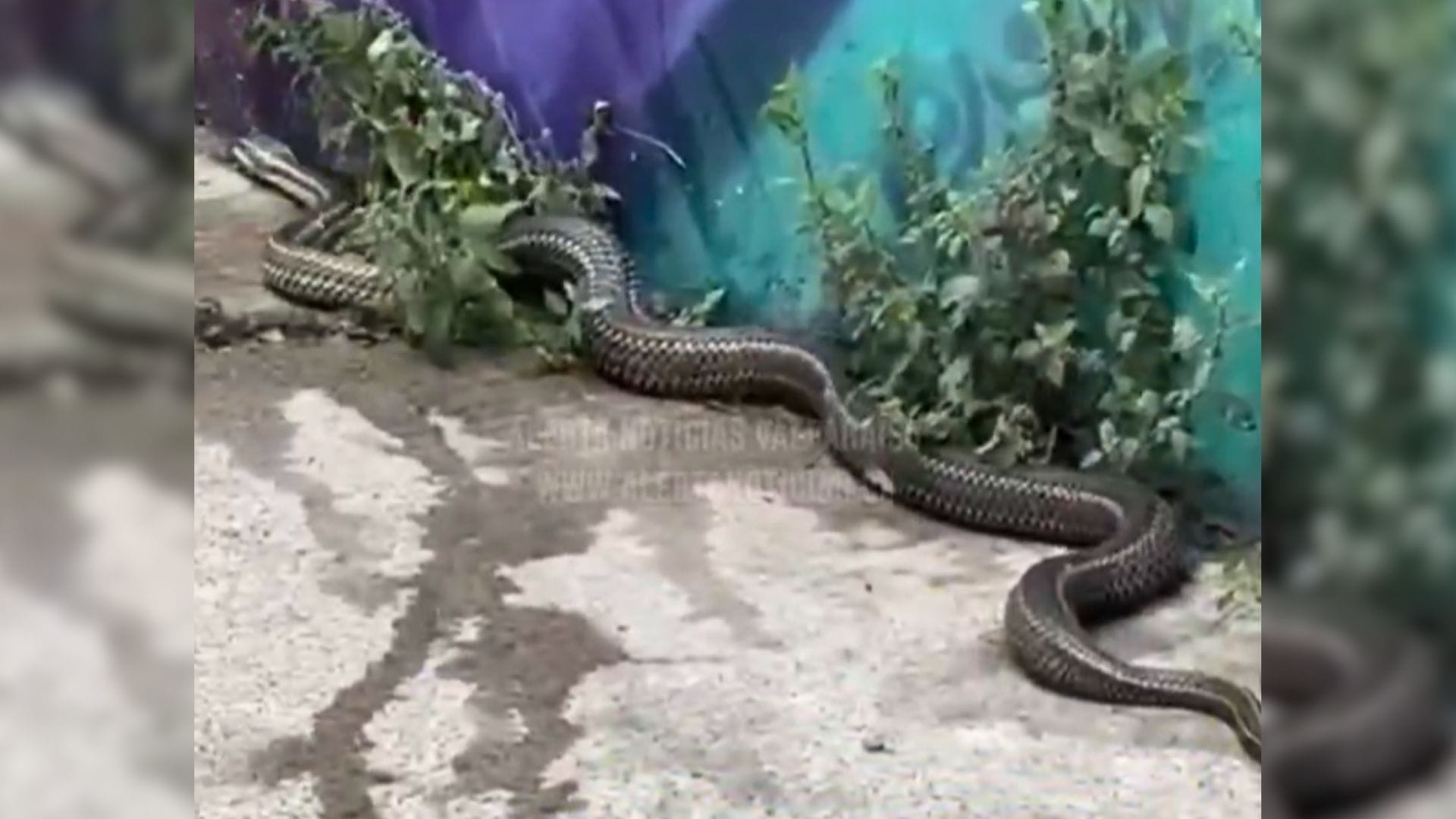 Serpiente se pasea en el centro de Valparaíso y asusta a transeúntes: SAG asistió al lugar