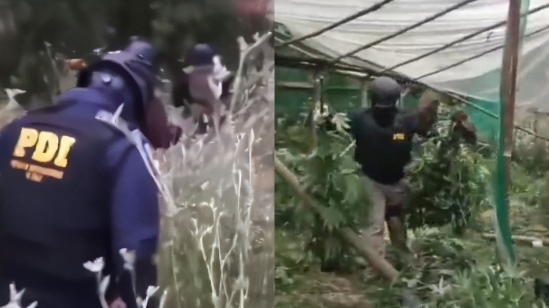 Operativo en Ercilla: Detectives de la PDI resultan heridos al pisar trampas semienterradas en plantación de marihuana