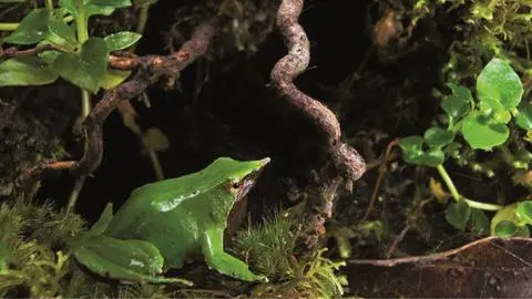 Del bosque al laboratorio: Cómo la ciencia está salvando a la ranita de Darwin