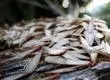 Época de ‘zorras peladas’: Los mitos que rodean a este insecto
