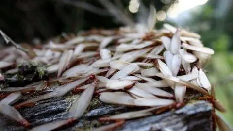 Época de ‘zorras peladas’: Los mitos que rodean a este insecto