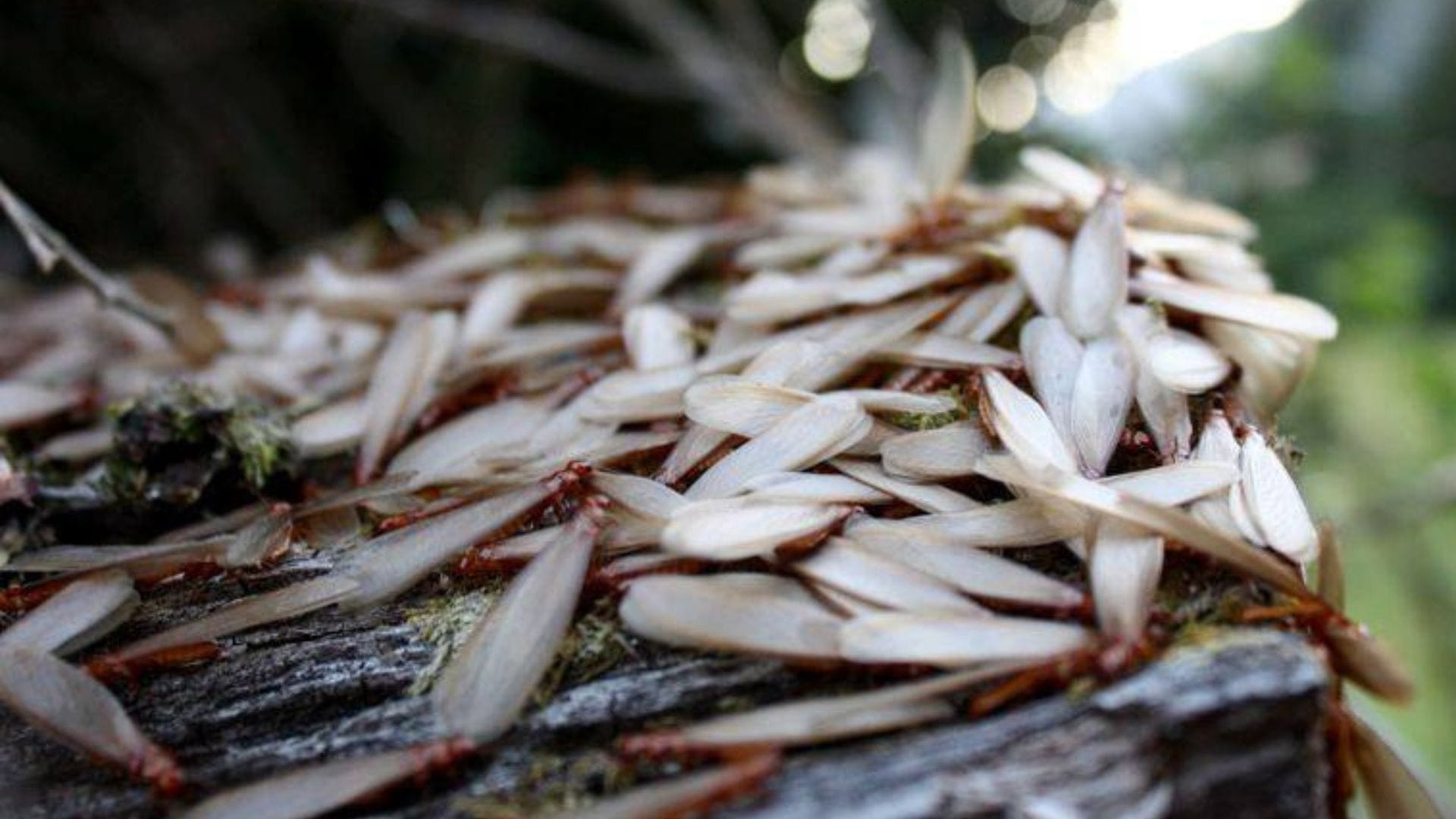 Época de ‘zorras peladas’: Los mitos que rodean a este insecto