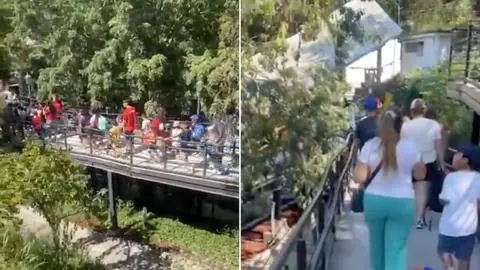 Evacuaron el zoológico del Parque Metropolitano de Santiago: Árbol cayó en sector de chimpancés