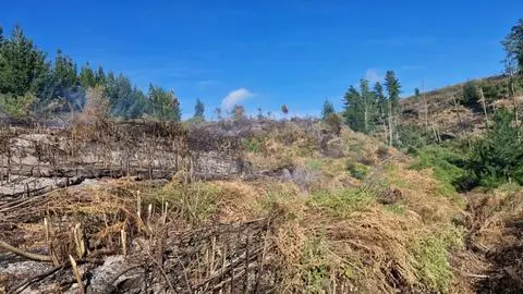 CMPC combatió incendio en Ñuble durante jornada previa a nuevo fin de semana de altas temperaturas