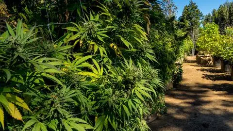 Detienen a 15 personas tras ser sorprendidas robando marihuana desde un fundo con cultivo autorizado en Villa Alegre