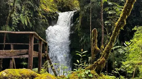 Parque Peumayen: Un pulmón verde en la Cuenca del Lago Ranco