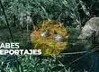 La silenciosa invasión de tortugas en humedales y lagunas del Gran Concepción