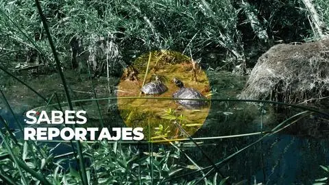 La silenciosa invasión de tortugas en humedales y lagunas del Gran Concepción