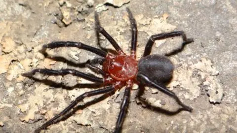 Posee glándulas de veneno: Descubren nueva especie de araña en Talca