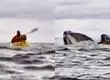 VIDEO | Ballena ingiere y luego escupe a joven que andaba en kayak en el estrecho de Magallanes