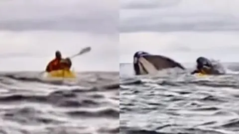 VIDEO | Ballena ingiere y luego escupe a joven que andaba en kayak en el estrecho de Magallanes