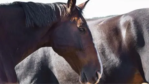 Detienen a recordado cantante de reggaetón por matar a dos caballos y herir a sus jinetes