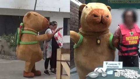 “Acá tienes tu regalo”: Policía se disfrazó de “el capibara del amor” para detener a narcotraficante durante San Valentín en Perú