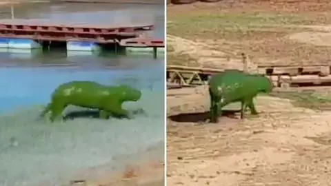 Inquietante fenómeno: Preocupación por capibaras verdes captados en ríos y lagos de Argentina