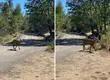 Por primera vez en 30 años: Captan a huemul que cruzó en forma natural la cordillera desde Chile a Argentina