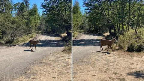 Por primera vez en 30 años: Captan a huemul que cruzó en forma natural la cordillera desde Chile a Argentina