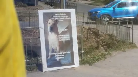 Hasta con “palomas” buscan a perrito desaparecido en Talcahuano: “Es un integrante más de la familia”