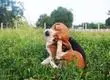 Pulgas y garrapatas en verano: Conoce cómo evitar que aparezcan en nuestras mascotas