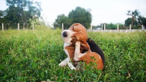 Pulgas y garrapatas en verano: Conoce cómo evitar que aparezcan en nuestras mascotas
