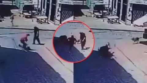 Perros callejeros salvan a turista japonés de un violento asalto en Valparaíso