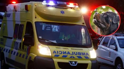 Hombre muere atacado por perros rottweiler tras intentar robar en un colegio en La Serena