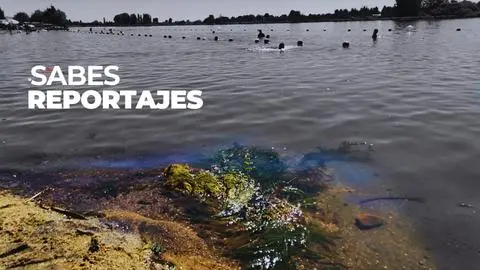El privilegio que puede perderse: el complejo estado de salud de las lagunas urbanas de Biobío y Ñuble