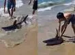 VIDEO | Captan a tiburón en playa Caleta Abarca: Bañista lo regresó al mar