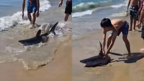 VIDEO | Captan a tiburón en playa Caleta Abarca: Bañista lo regresó al mar