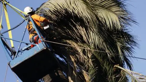 Agricultor muere tras ser aplastado por un árbol que estaba talando en Longaví